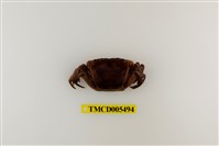 藏品(奧氏後相手蟹)的圖片